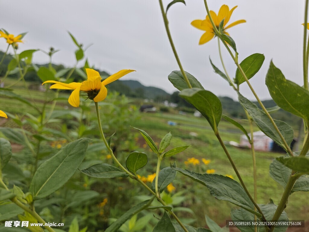 田野中的灿烂黄色小花