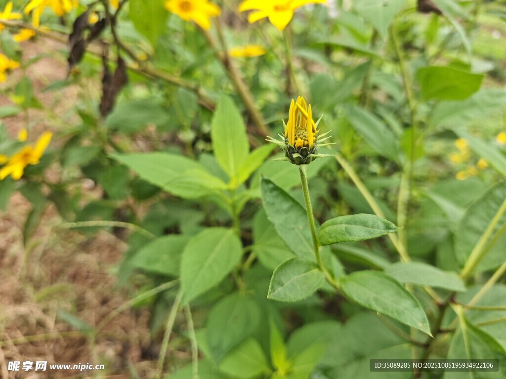 黄色小花与绿叶植物