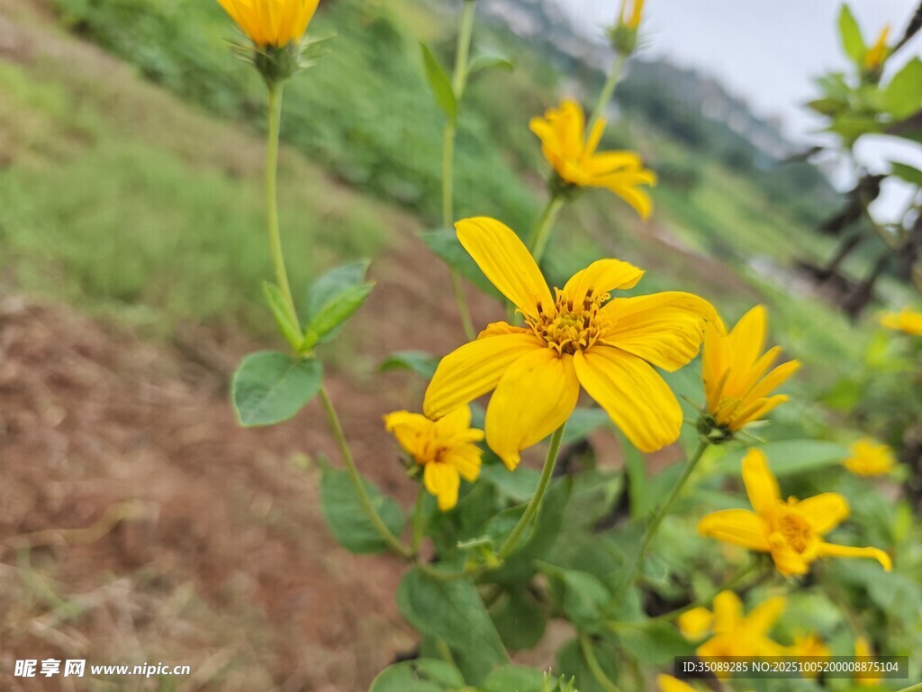 田野中的灿烂黄色小花
