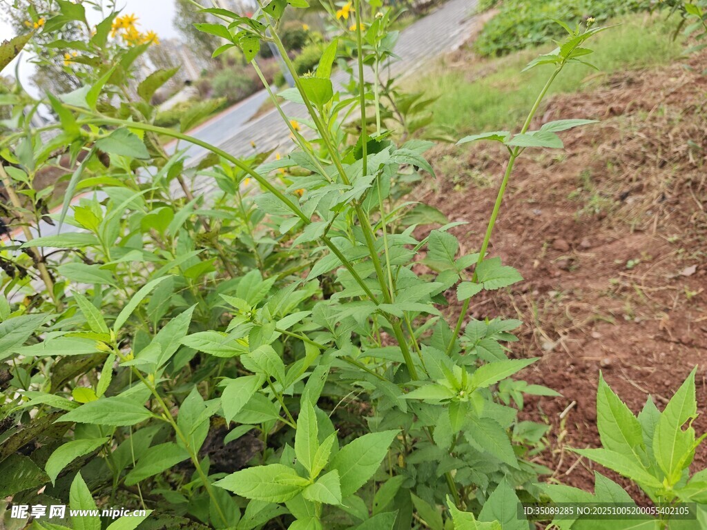 户外绿色植物景观
