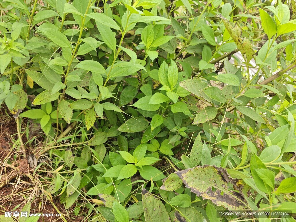茂盛的绿色植物