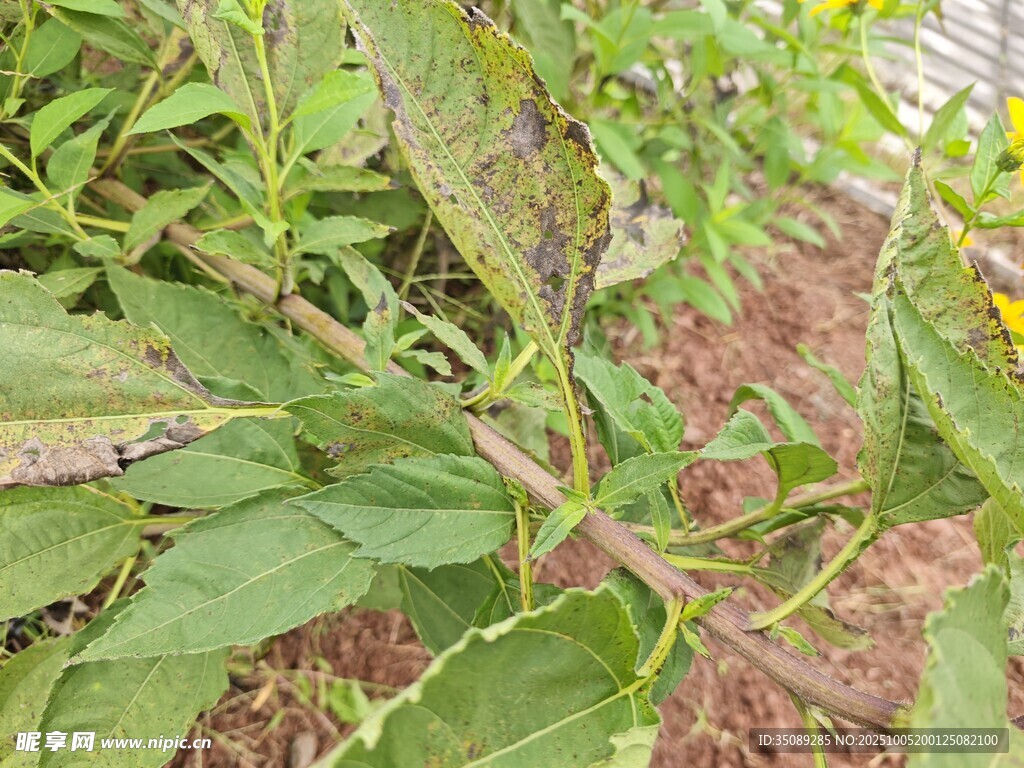 田间生长的绿色植物