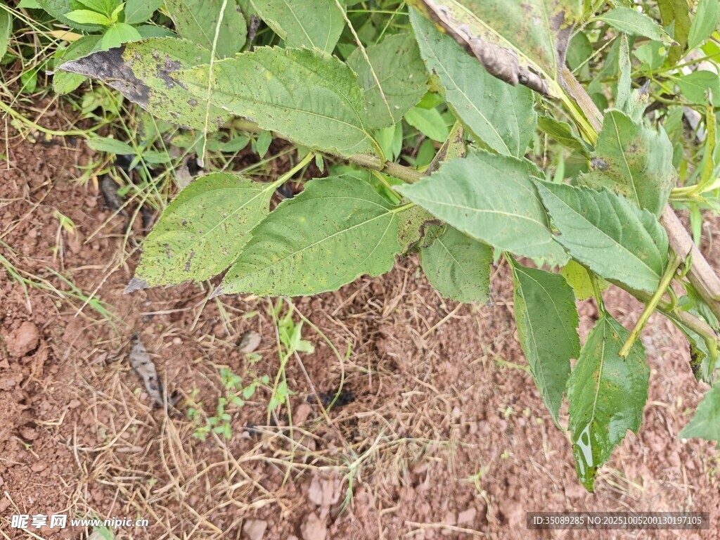 泥土上的绿色植物