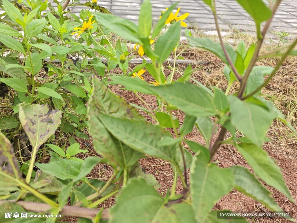 水边绿叶黄花的植物