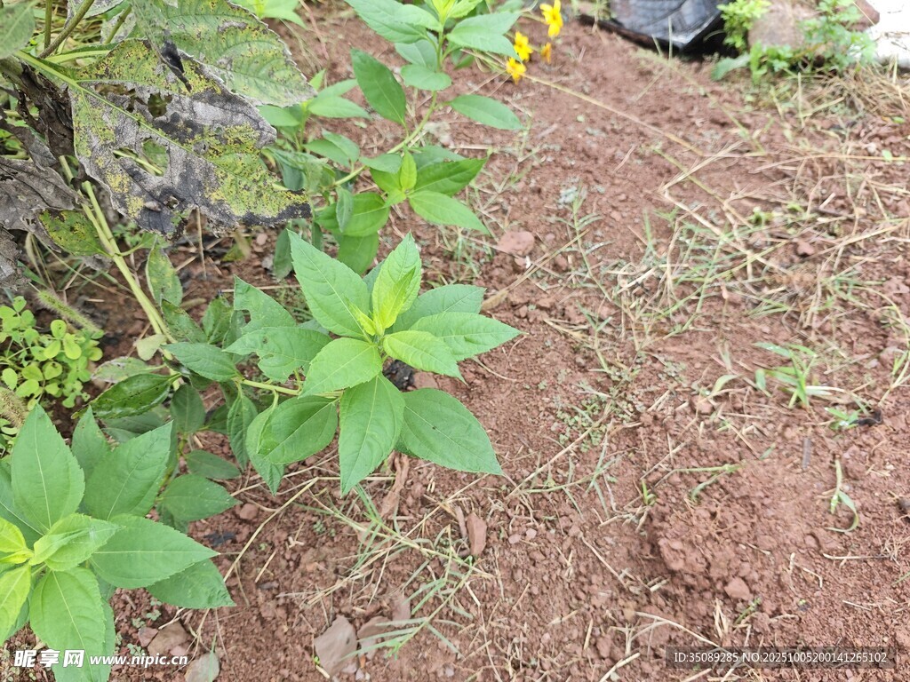 泥土中的嫩绿植物