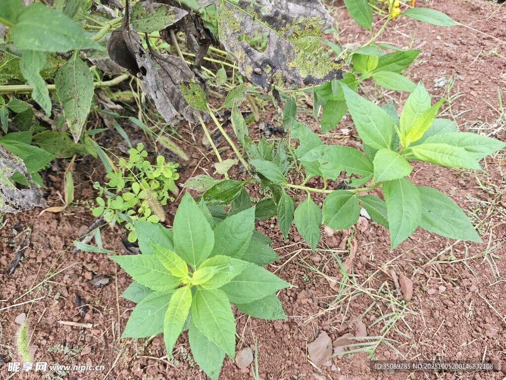 地面生长的绿色植物