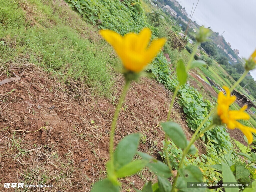 田野中的灿烂黄色小花