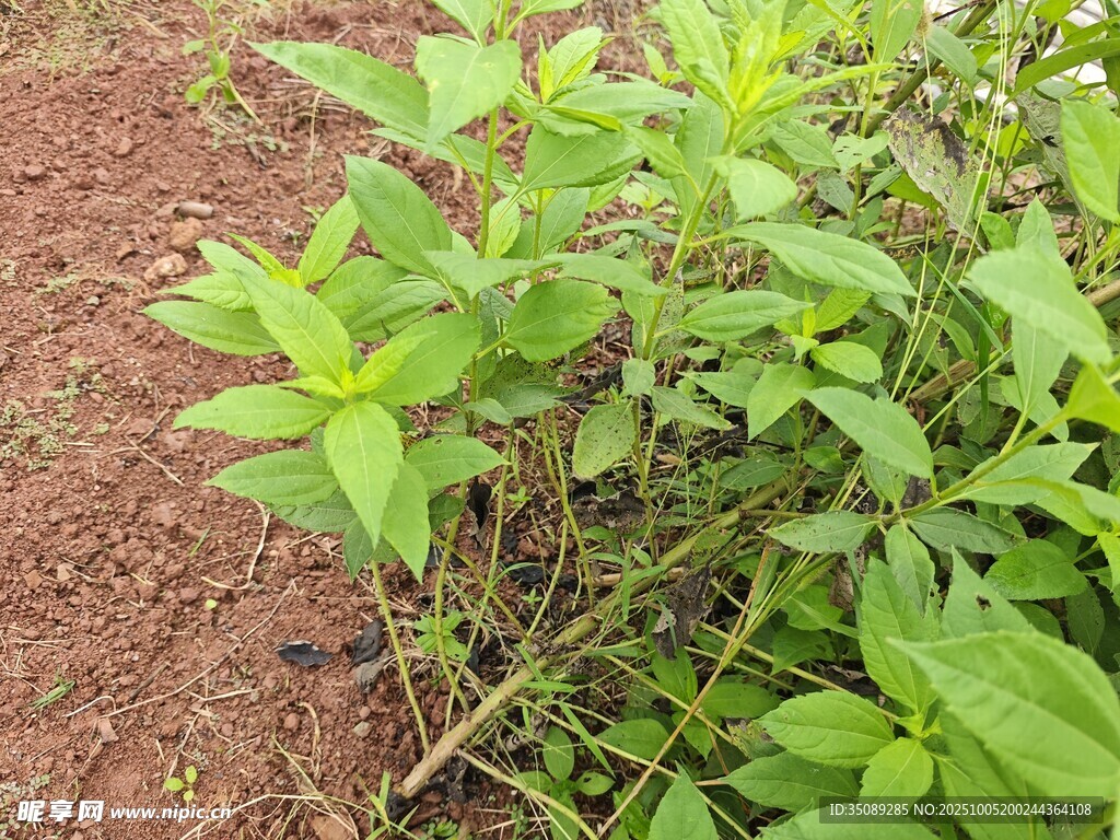 田间绿色植物特写