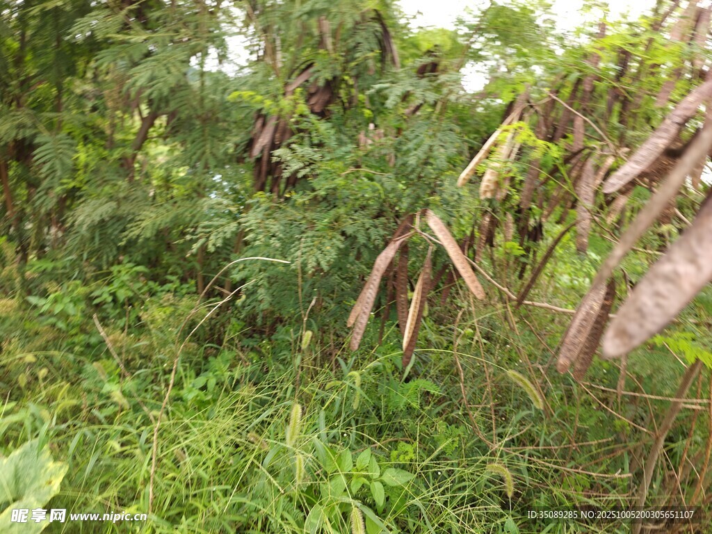 野外繁茂的绿植与豆荚