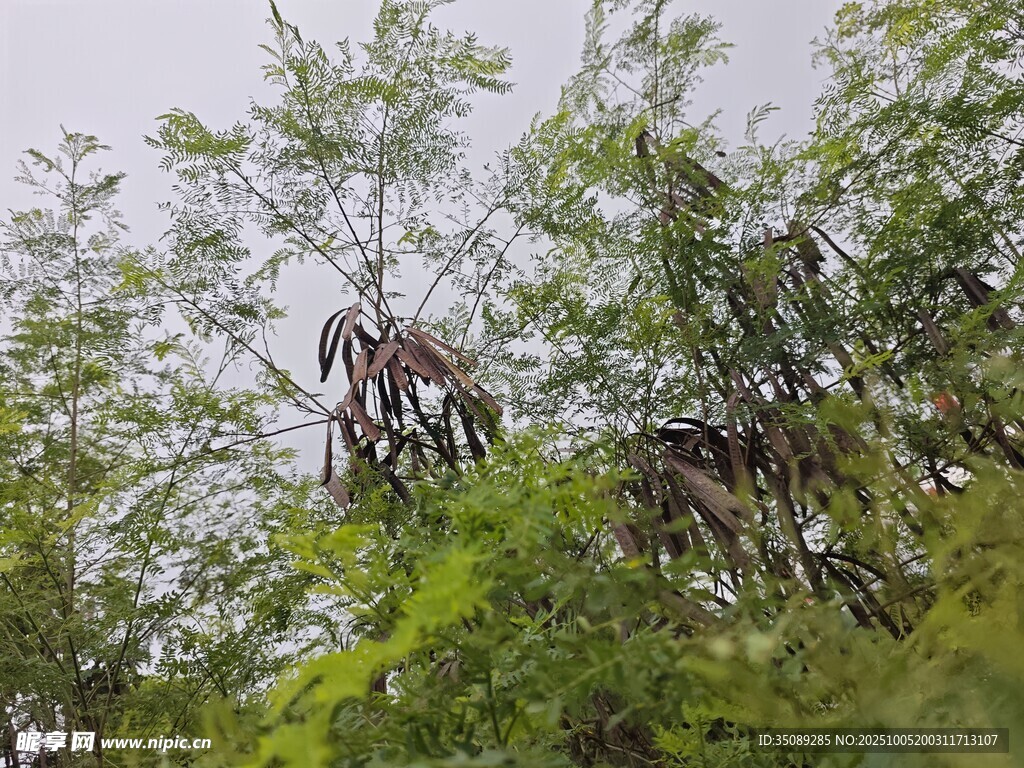树上挂着的奇特植物