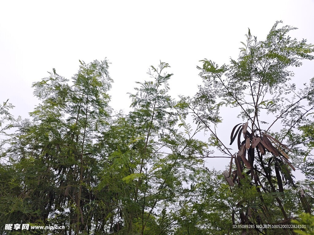绿树成荫的自然景象