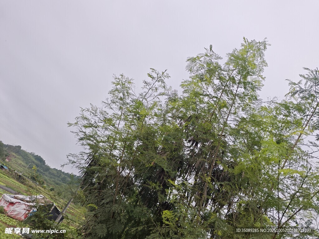 山间葱郁竹林景致