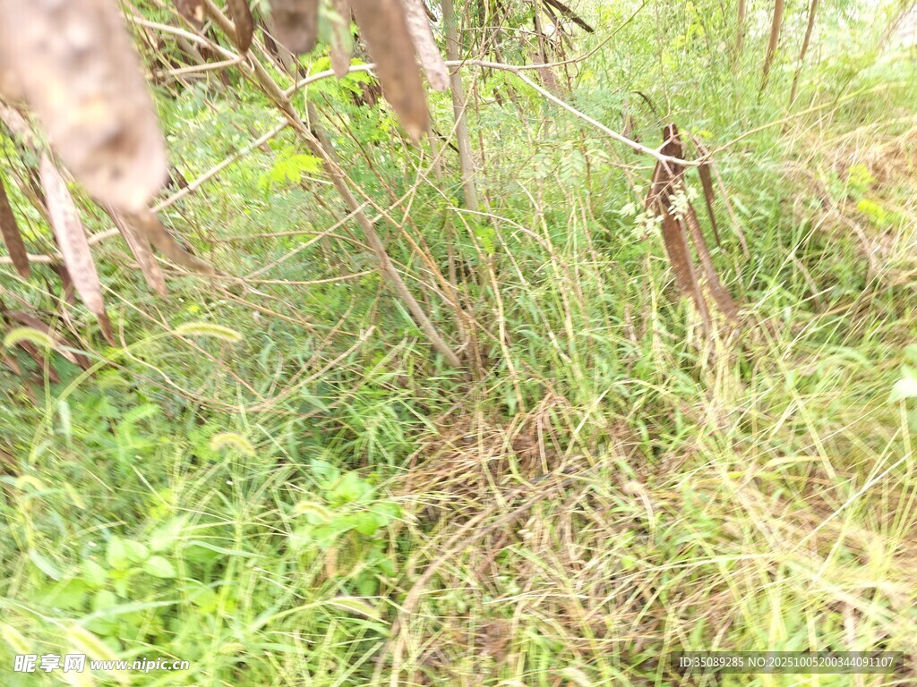 野外草地中的木桩围栏