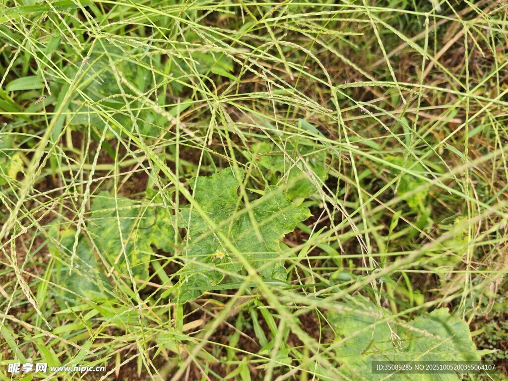 草丛中的绿色植物