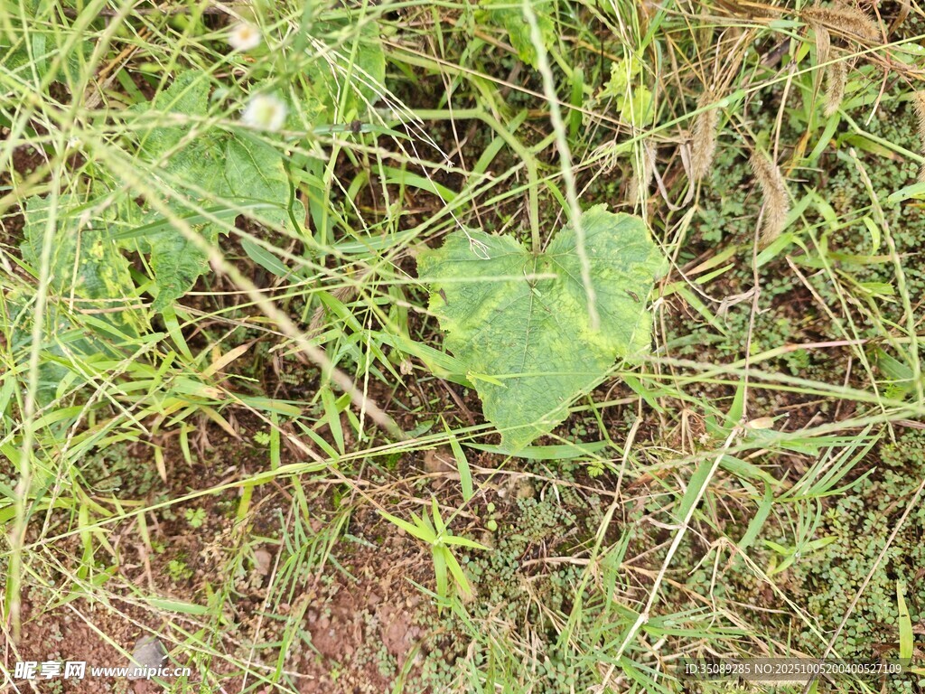草丛中的绿叶植物