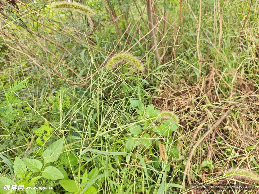 野外繁茂的绿色草地