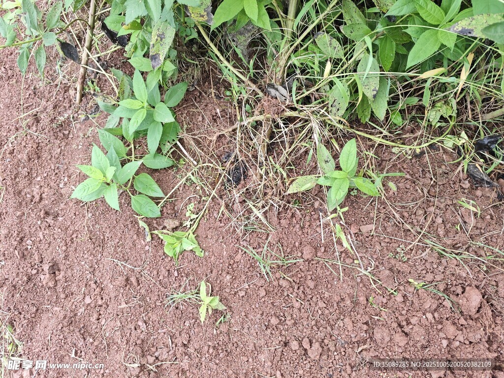泥土上的嫩绿植物