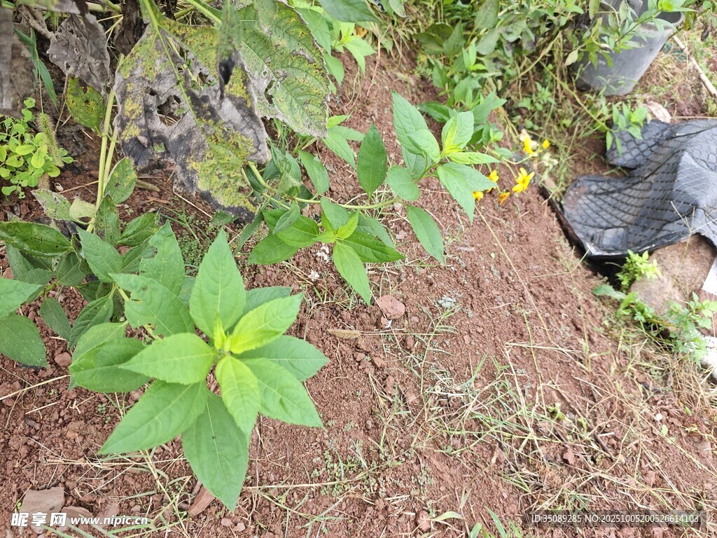 地面绿植与周边石块景象