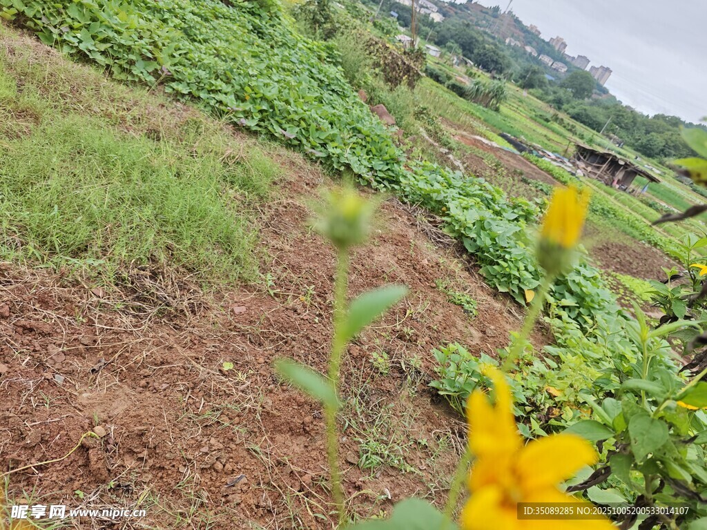 田野中绽放的黄色小花