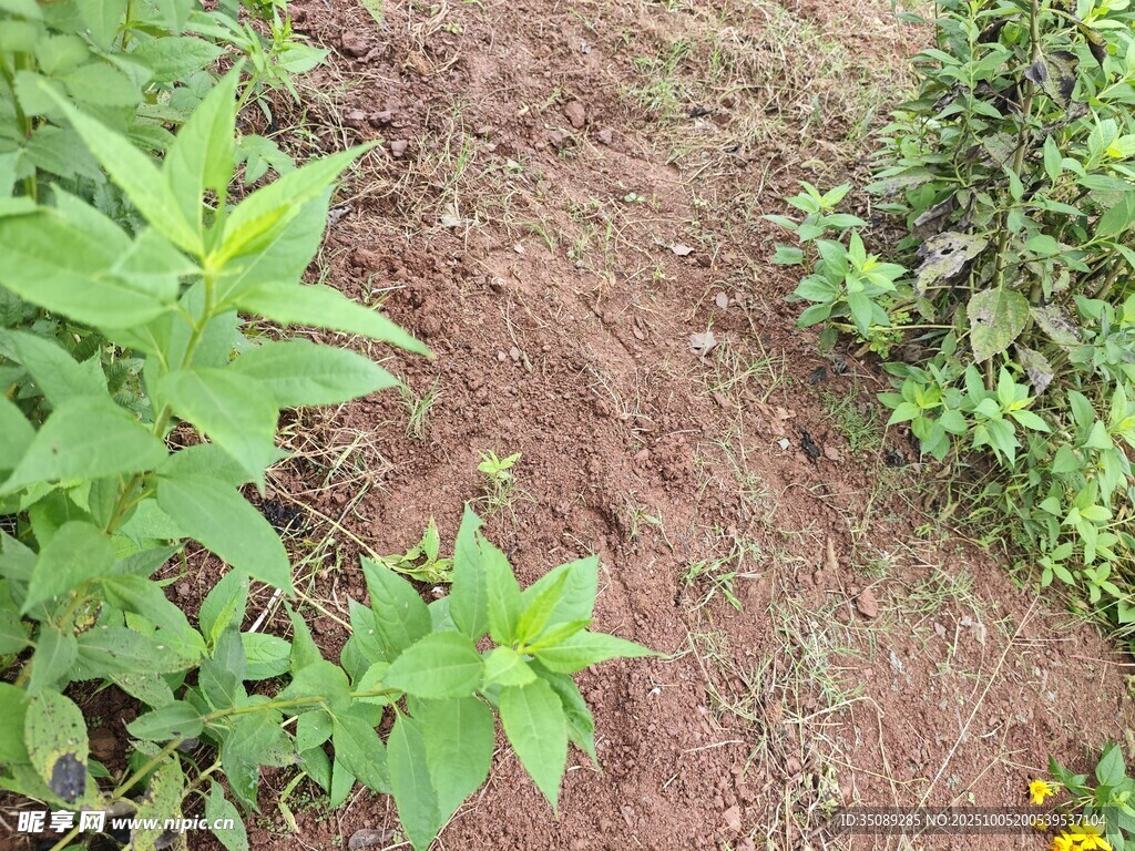 田间绿植生机盎然