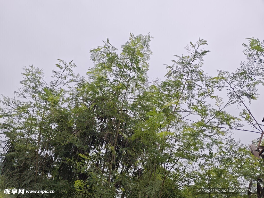翠绿竹林展现自然生机