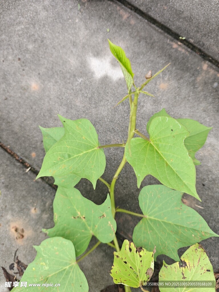 绿叶藤蔓植物生机初现