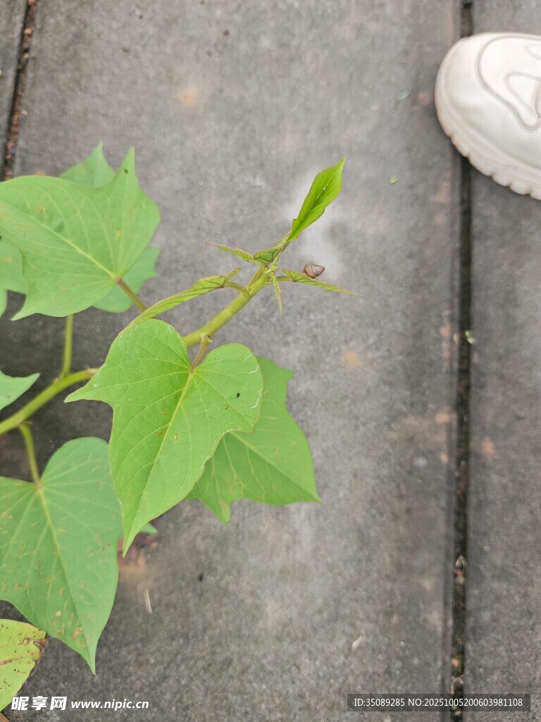 脚边的嫩绿植物