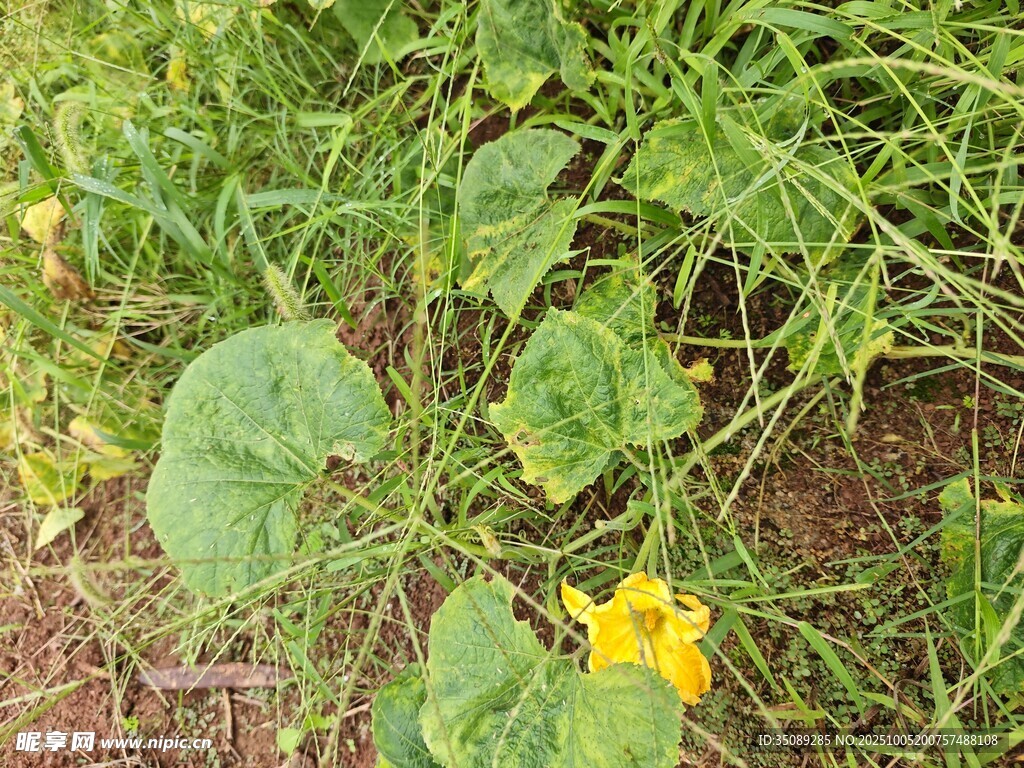 田间绽放的黄色南瓜花