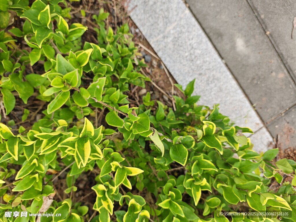 墙边翠绿植物生机盎然