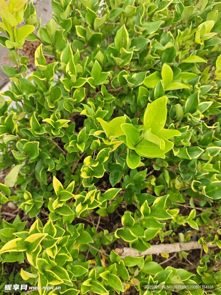 翠绿茂盛的薄荷植株