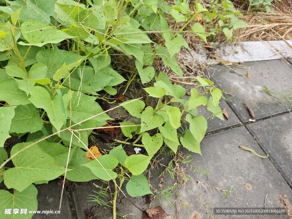 路边生长的茂盛绿色植物
