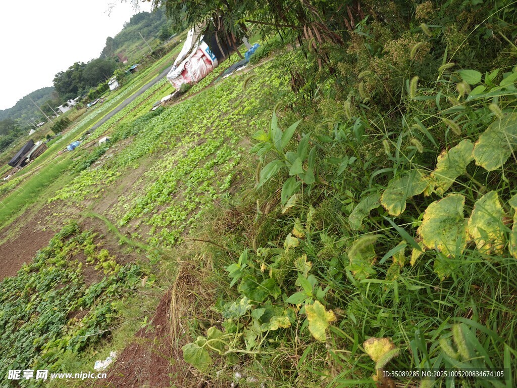 乡村田野绿意盎然景象
