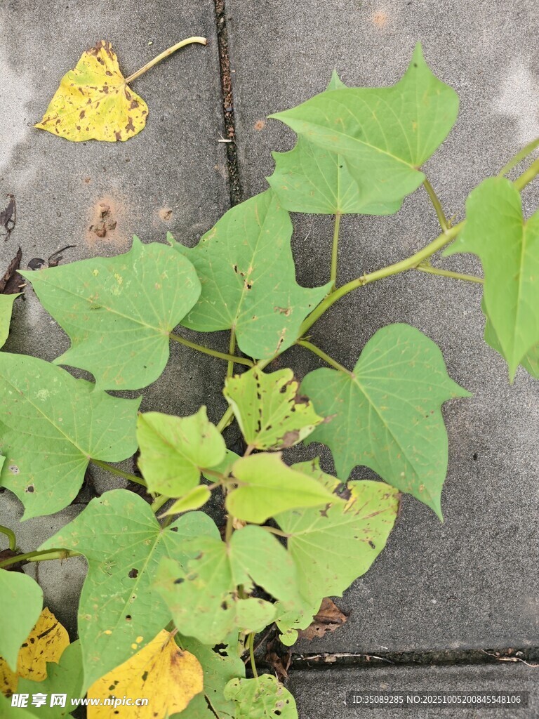 墙边蔓生的翠绿植物