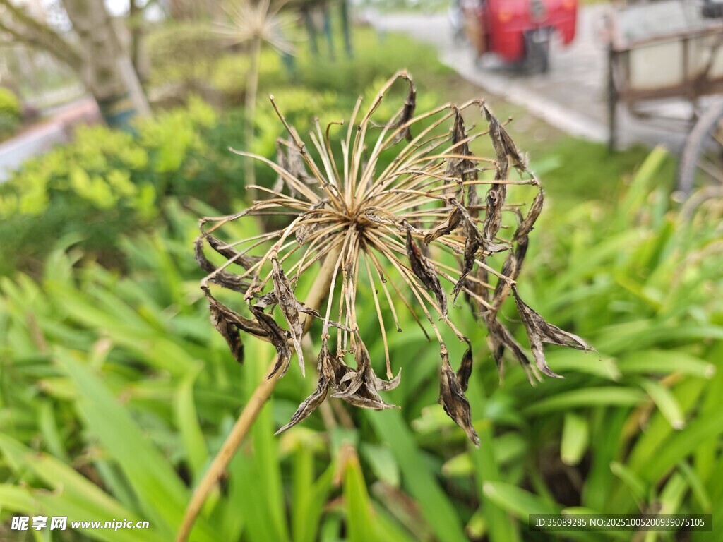 枯萎花朵与繁茂绿叶