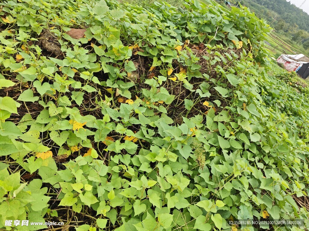 翠绿爬山虎覆盖墙面