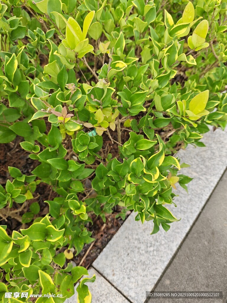 路边翠绿植物景观