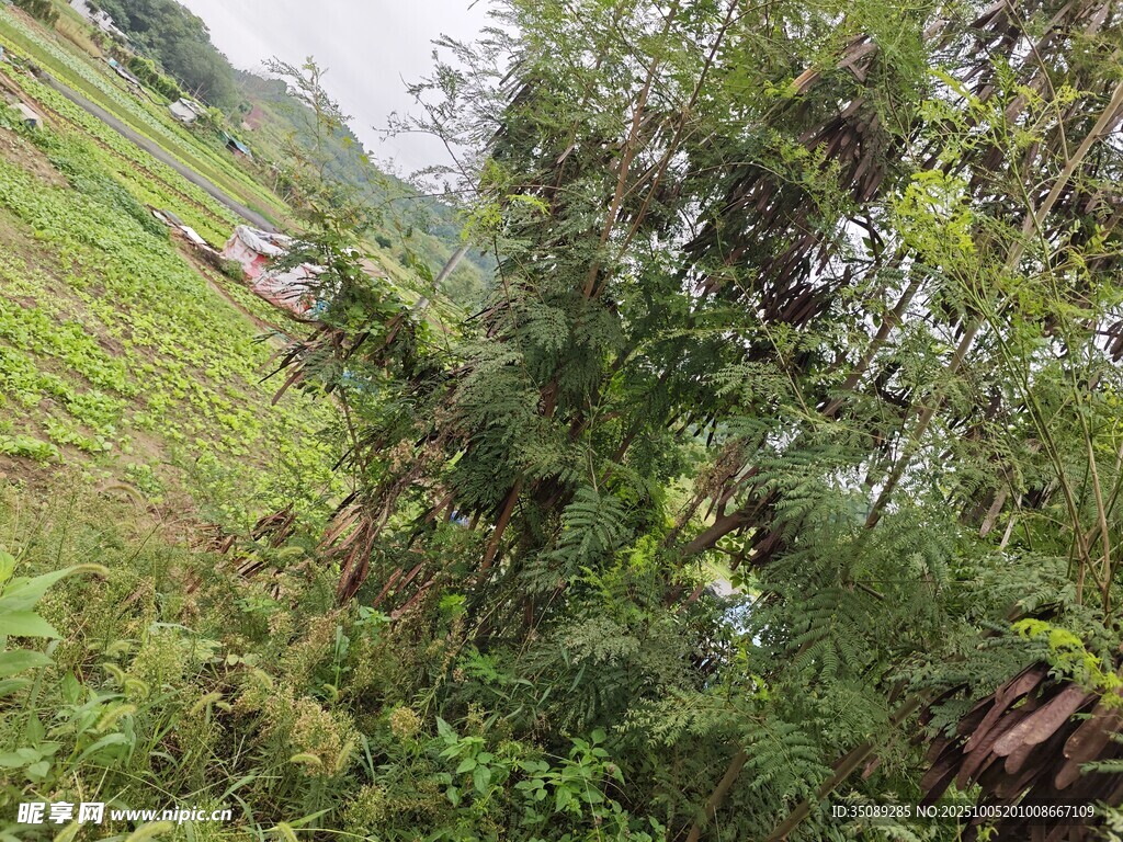 山间繁茂绿植景观