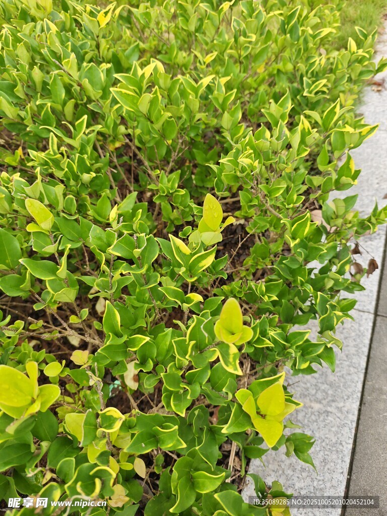 绿叶黄花的繁茂灌木丛