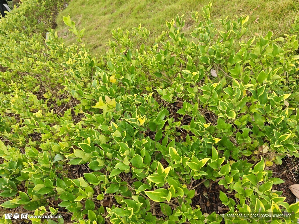 翠绿蓬勃的低矮植物景观