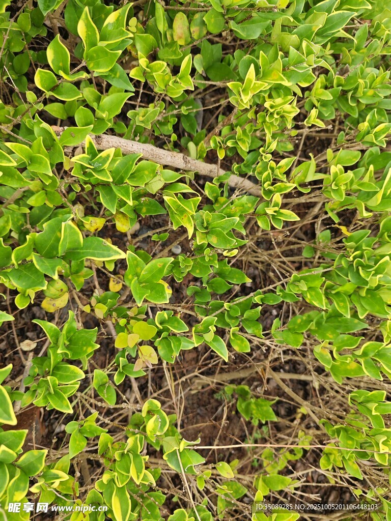 翠绿繁茂的地面植物景观