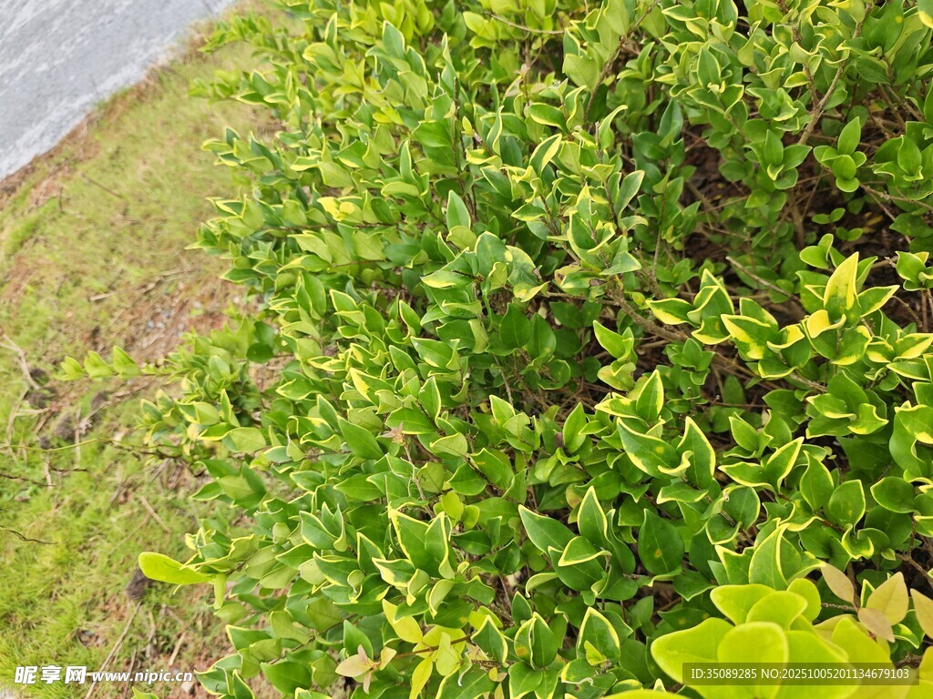 翠绿繁茂的灌木丛