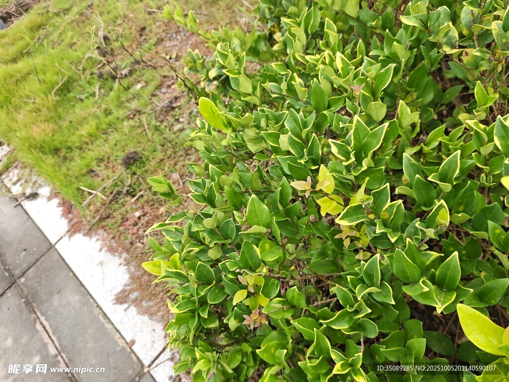 路边翠绿繁茂灌木植物