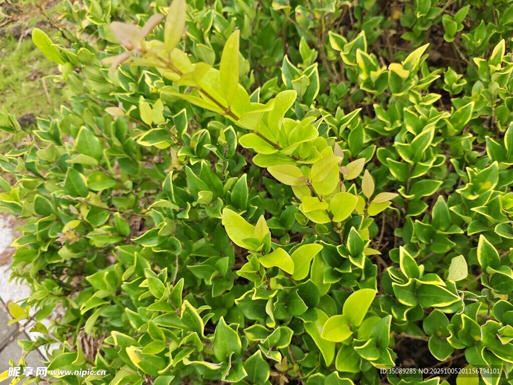 翠绿繁茂的丛生植物
