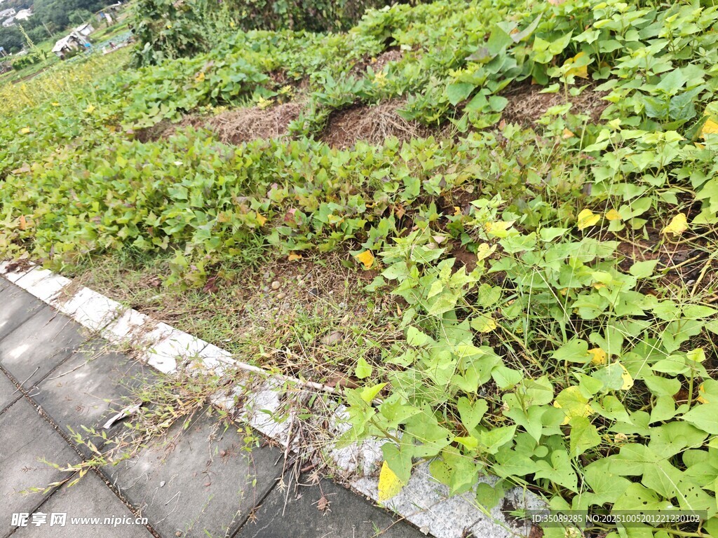 路边繁茂绿植景观