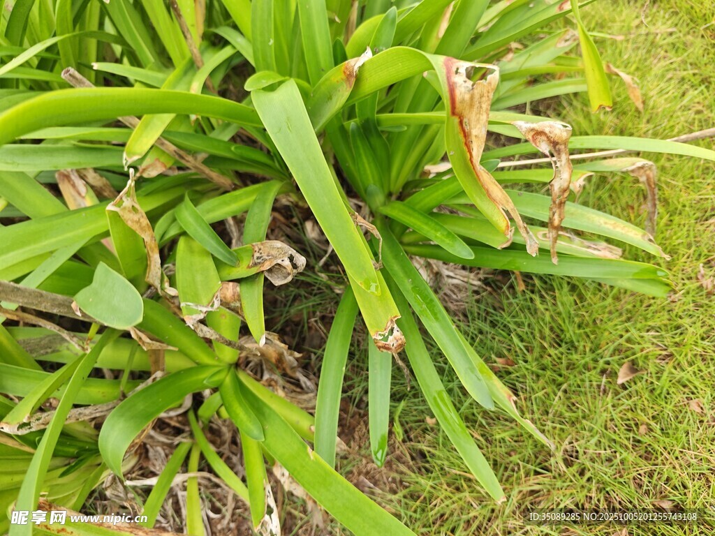 翠绿繁茂的丛生植物