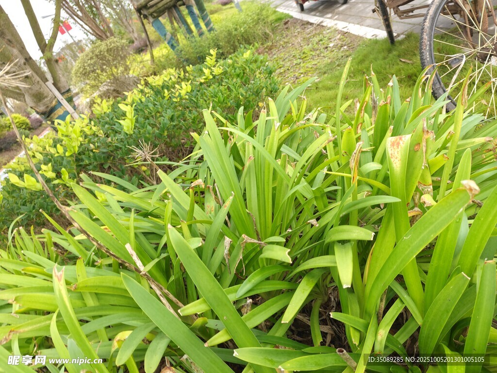 翠绿葱茏的庭院绿植景观