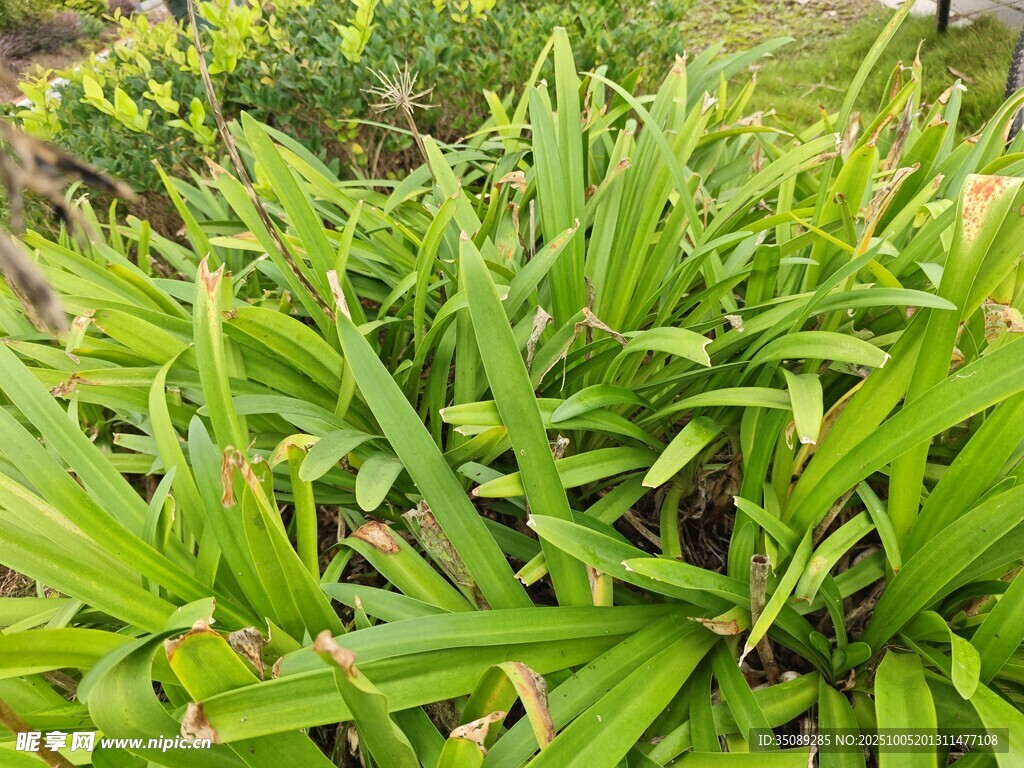 翠绿茂盛的绿植景观