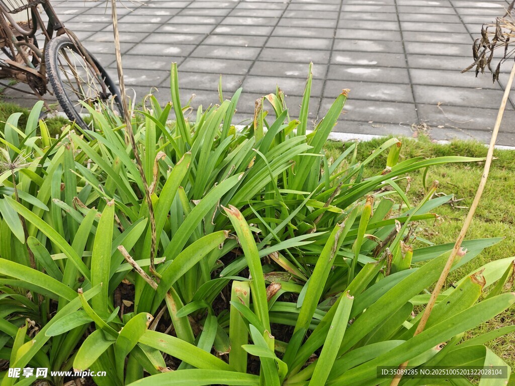 路边葱郁绿植与自行车