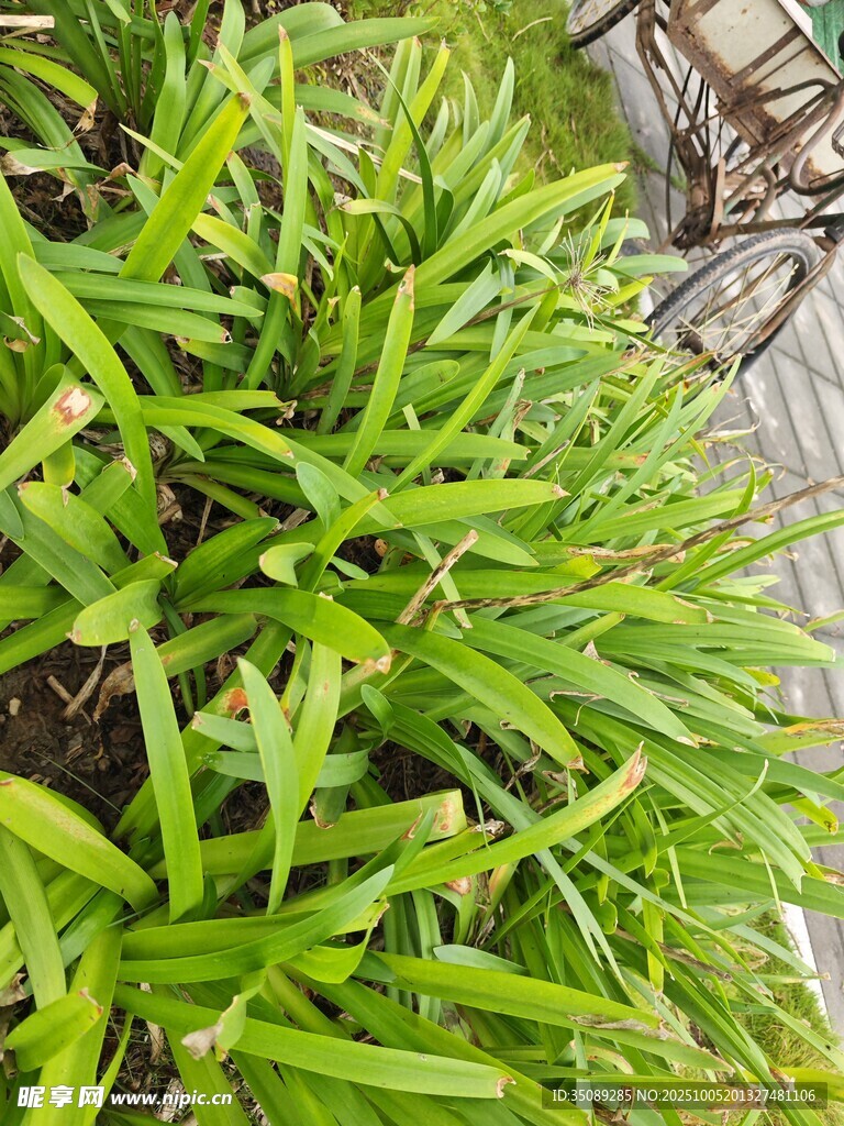 翠绿繁茂的清新绿植