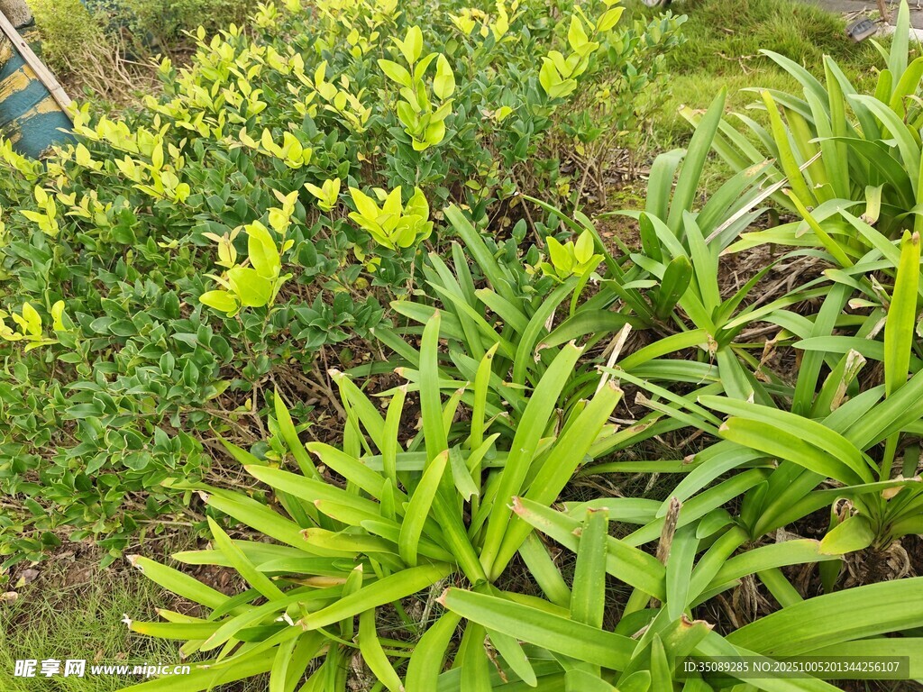 翠绿萱草花丛生机勃勃